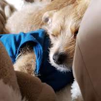 Thumbnail photo of Thumper  #4