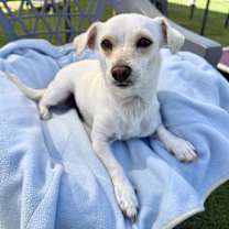 Thumbnail photo of Blanche #3