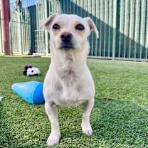 Thumbnail photo of Blanche #4