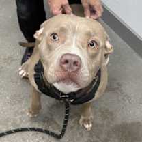 adopt-pet
