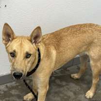 adopt-pet