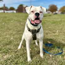 Thumbnail photo of Bruiser #1