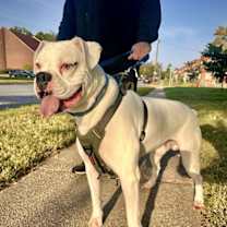 Thumbnail photo of Bruiser #2