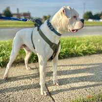 Thumbnail photo of Bruiser #3