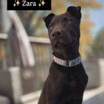 adopt-pet