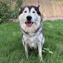 adopt-pet