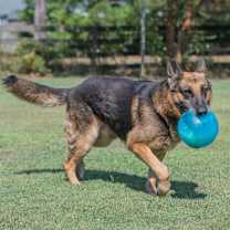 Thumbnail photo of Dodger #2