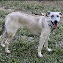 Thumbnail photo of Jovee - blue-eyed girl! #4