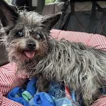 Thumbnail photo of Douglas #2