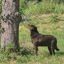 Thumbnail photo of Fern River #3