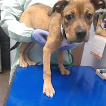 adopt-pet