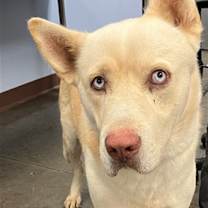 adopt-pet