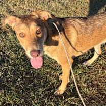 adopt-pet