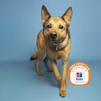 adopt-pet