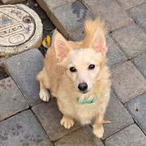 Thumbnail photo of Ludo   #1