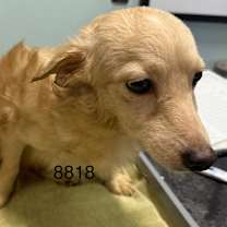 Thumbnail photo of Ludo   #2