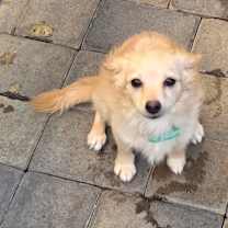 Thumbnail photo of Goober #4