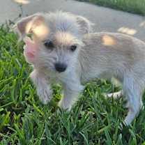 Thumbnail photo of Pink #3