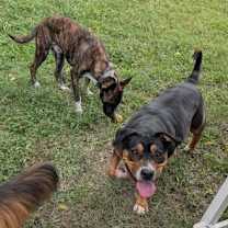 Thumbnail photo of Cali #3