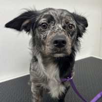 adopt-pet