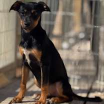 Thumbnail photo of Penelope #1