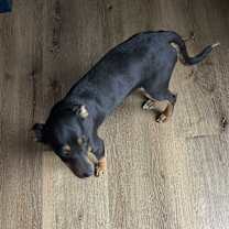 Thumbnail photo of Penelope #3