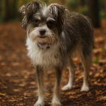 adopt-pet