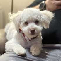 adopt-pet