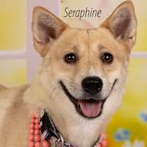 adopt-pet