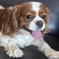 adopt-pet