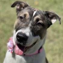adopt-pet