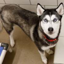 Thumbnail photo of Skyler #1