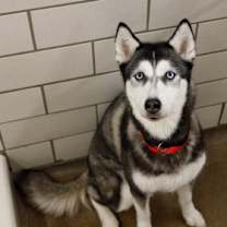 Thumbnail photo of Skyler #2