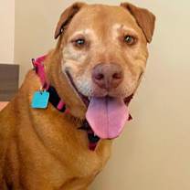 Thumbnail photo of Dolce #3