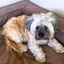 adopt-pet