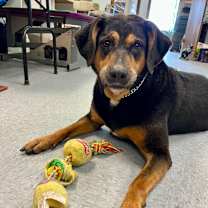 Thumbnail photo of Paisley #1