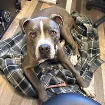 adopt-pet