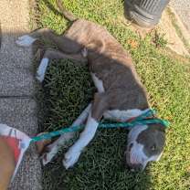 Thumbnail photo of Stemmy #2