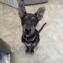 Thumbnail photo of Bando #2