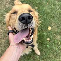 adopt-pet