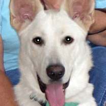 adopt-pet