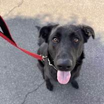 Thumbnail photo of Obi #3