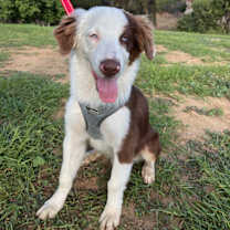 Thumbnail photo of Ozzy Osbourne Aussie #1