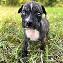 Thumbnail photo of Beans #1