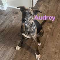 Thumbnail photo of Audrey #1