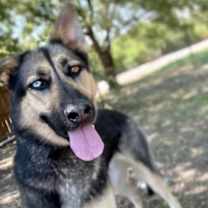 Thumbnail photo of Fox #2