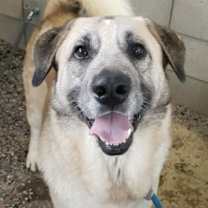 adopt-pet