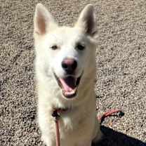 adopt-pet