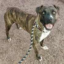 adopt-pet