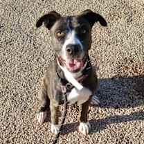 adopt-pet